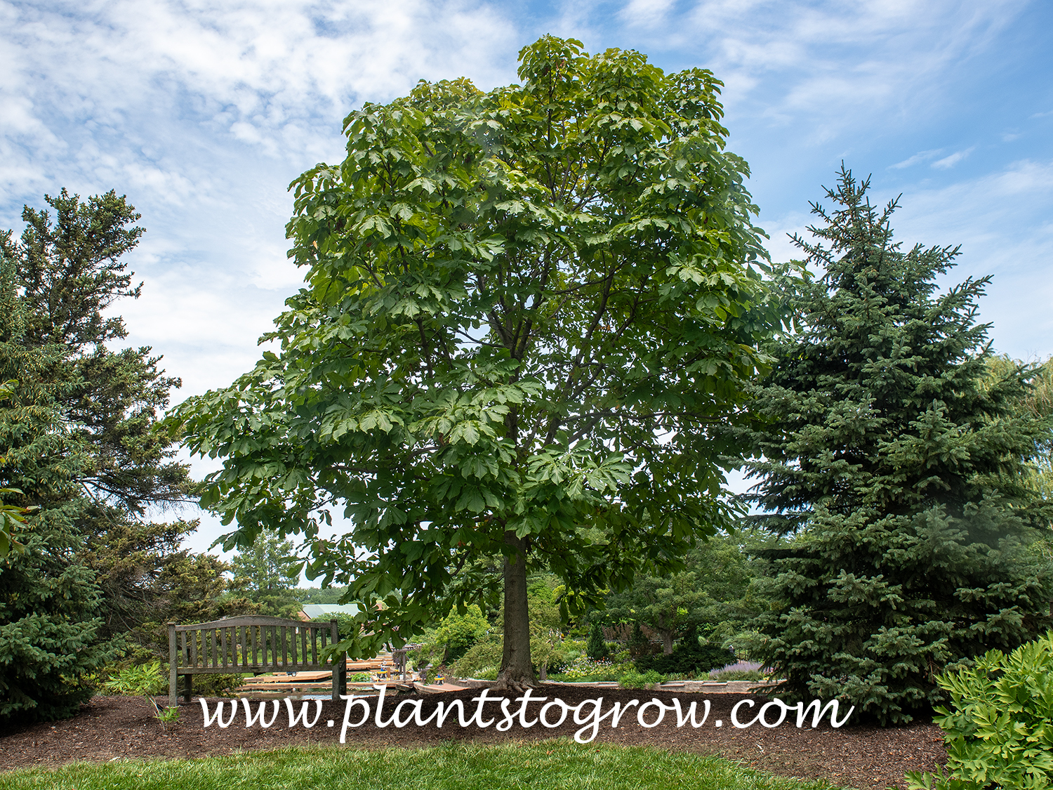 Japanese Horsechestnut (Aesculus turbinata)